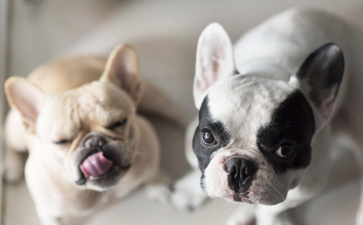 Perch&eacute; esistono crocchette per cani specifiche per ogni razza?
