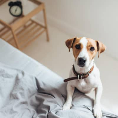 KĀPĒC MANS SUNS TRĪC? CĒLOŅI