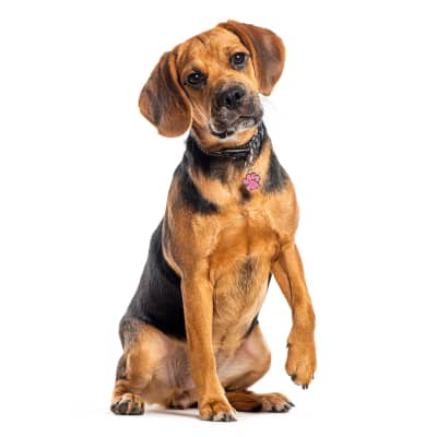 La artritis en perros: qu&eacute; es y tratamiento