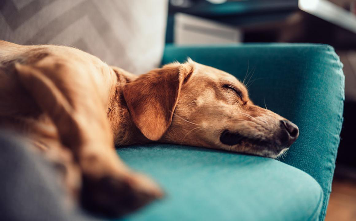 &iquest;Cu&aacute;ntas horas duermen los perros?