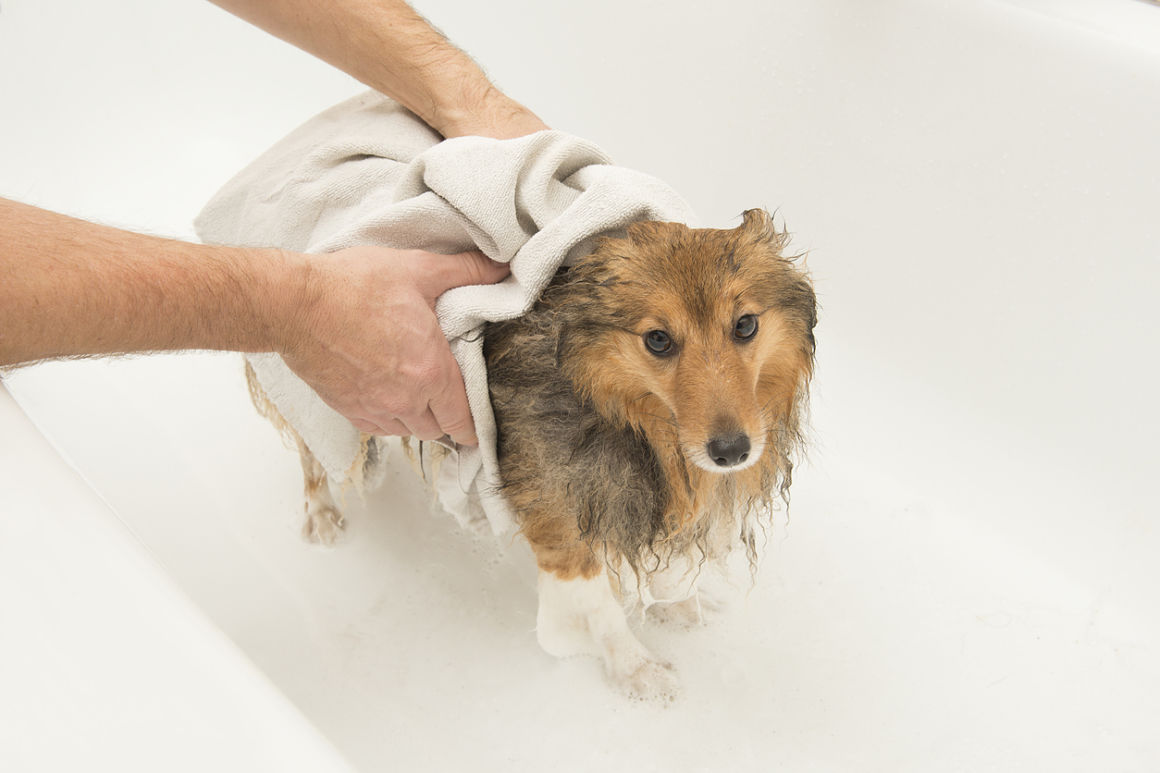 bagno-cane-3.jpg