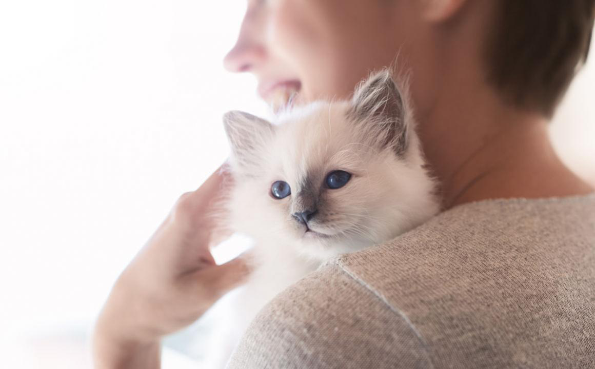 STITICHEZZA GATTO: CHE FARE?