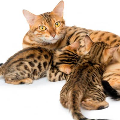 Quanto tempo dura l&rsquo;allattamento nei gatti?