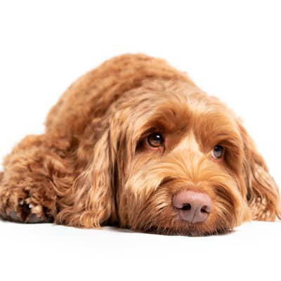 Mi perro tiene diarrea amarilla: causas y tratamiento