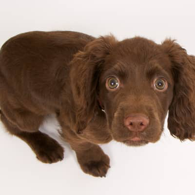 ANXI&Eacute;T&Eacute; CHEZ LES CHIENS : CAUSES, SYMPT&Ocirc;MES ET SOLUTIONS&nbsp;