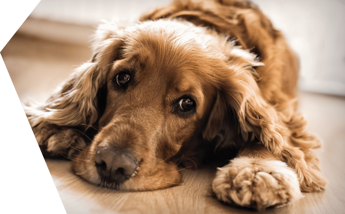 Is my dogbreathing properly?