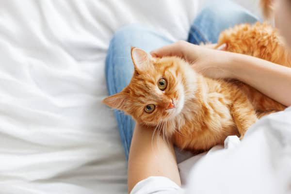 &Eta; &Sigma;&Tau;&Epsilon;&Iota;&Rho;&Omega;&Mu;&Epsilon;&Nu;&Eta; &Gamma;&Alpha;&Tau;&Alpha; &Mu;&Omicron;&Upsilon; &Omicron;&Upsilon;&Rho;&Epsilon;&Iota; &Pi;&Alpha;&Nu;&Tau;&Omicron;&Upsilon;, &Gamma;&Iota;&Alpha;&Tau;&Iota;;