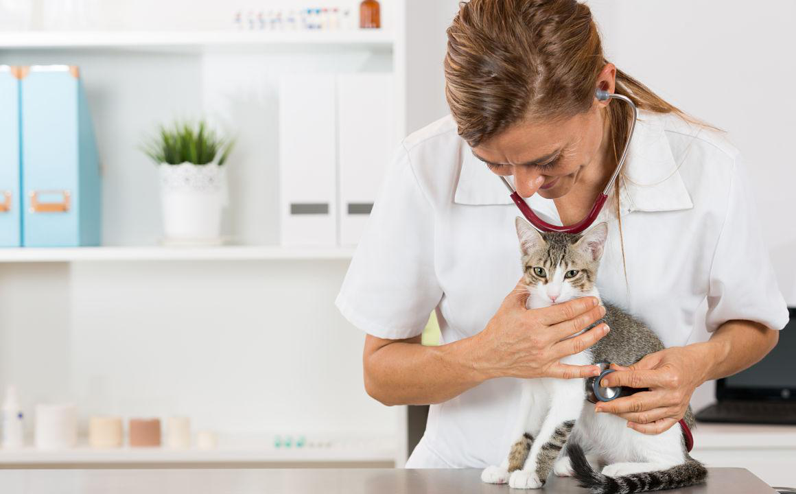 Come sverminare un gatto da parassiti interni o esterni: la guida definitiva