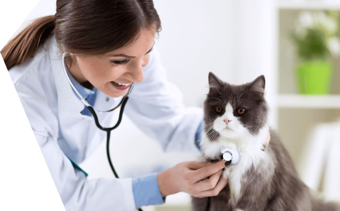 WANNEER EN WAAROM MOET IK MIJN KAT INENTEN