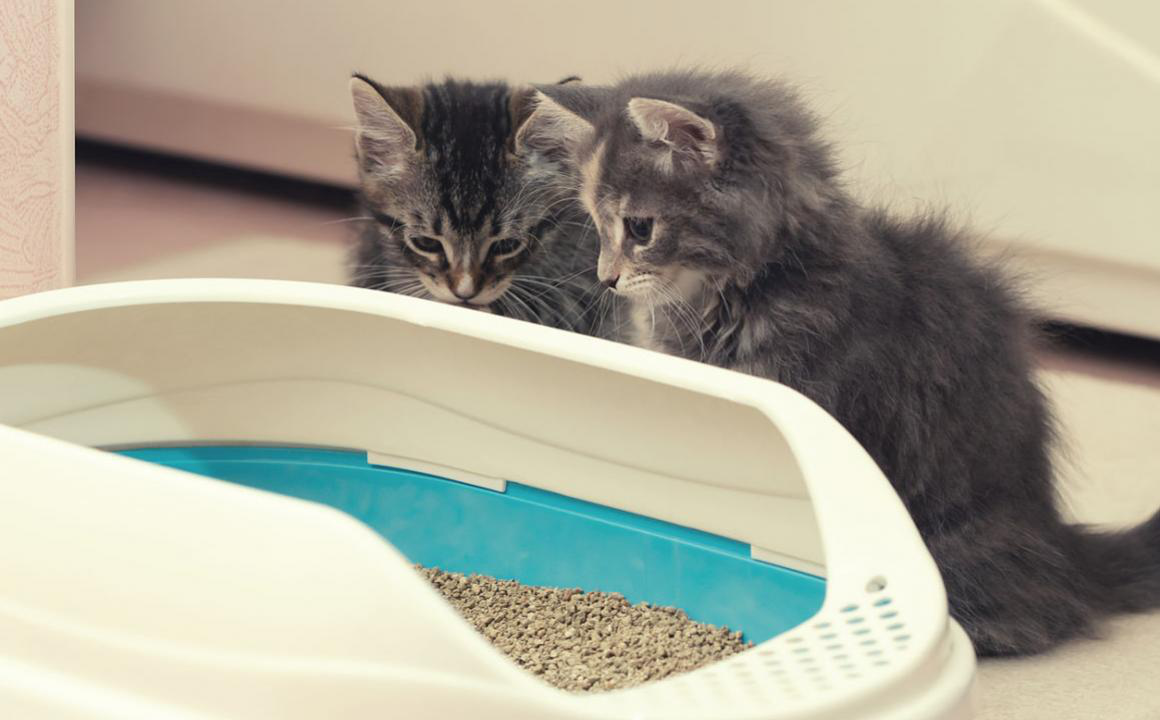 &iquest;Las heces de tu gato son blancas, negras o verdes? aqui la soluci&oacute;n