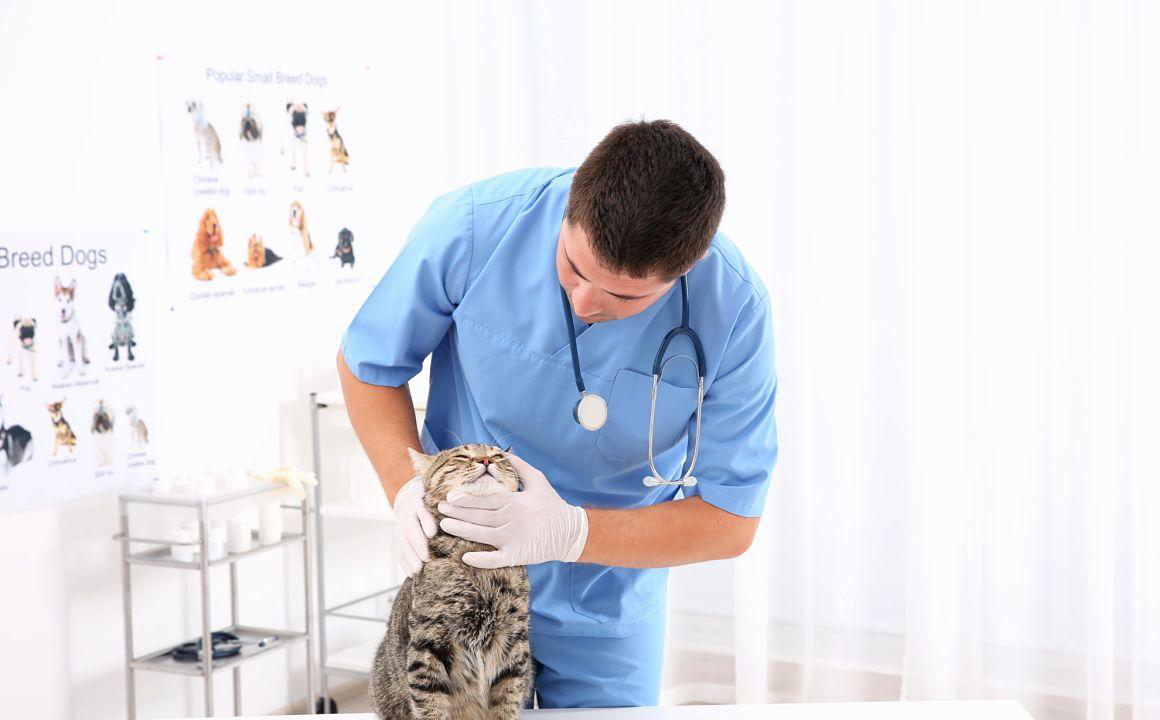 Kedi̇lerde burun akintisinin sebepleri̇ ve tedavi