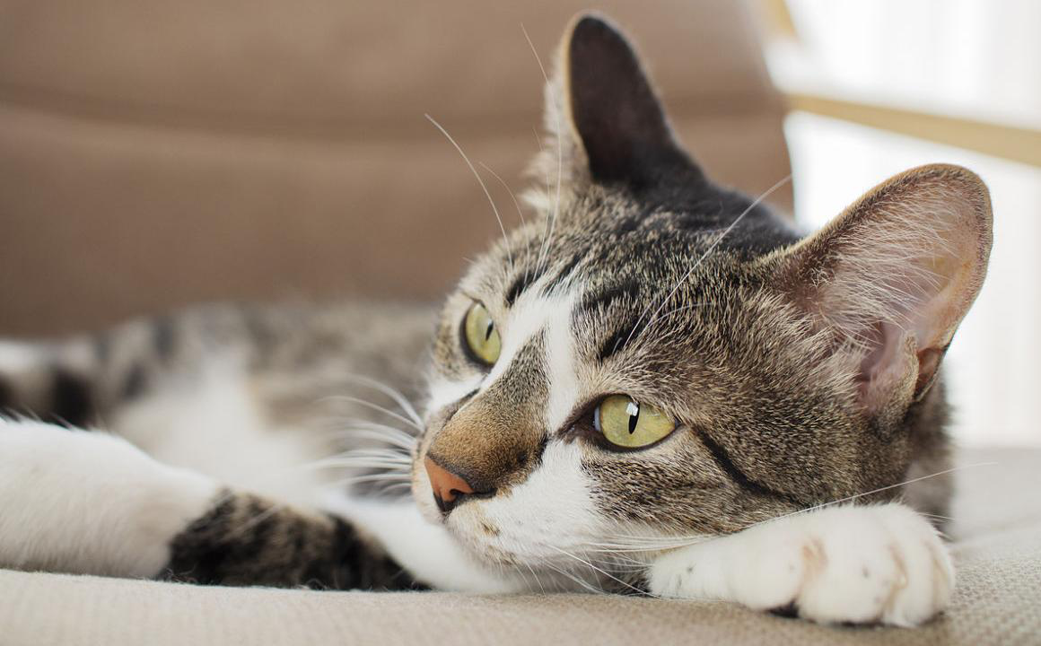 &iquest;Qu&eacute; es la anisocoria en gatos?