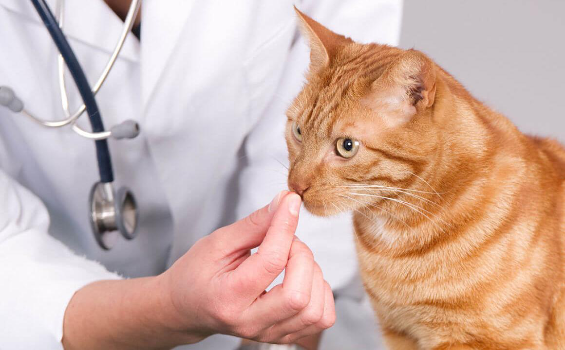 &iquest;Cu&aacute;ndo y c&oacute;mo dar pastillas antiparasitarias a gatos?