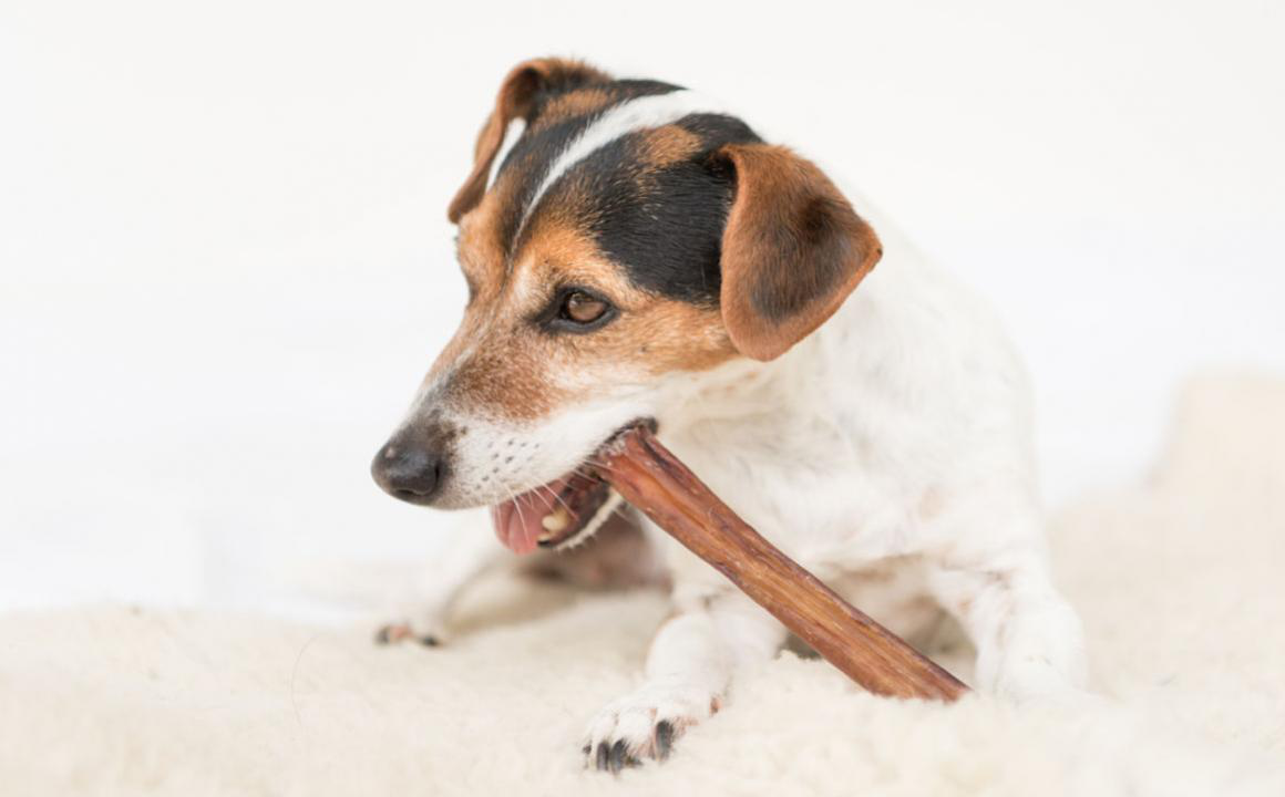 &Kappa;&Omicron;&Kappa;&Alpha;&Lambda;&Alpha; &Gamma;&Iota;&Alpha; &Sigma;&Kappa;&Upsilon;&Lambda;&Omicron;&Upsilon;&Sigma;: &Tau;&Iota; &Pi;&Rho;&Epsilon;&Pi;&Epsilon;&Iota; &Nu;&Alpha; &Xi;&Epsilon;&Rho;&Epsilon;&Tau;&Epsilon;;