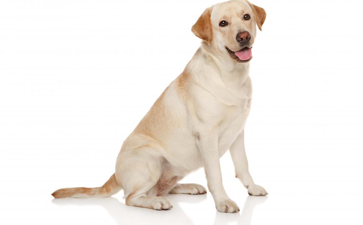 Vermi e altri parassiti nei cani: come trattarli?