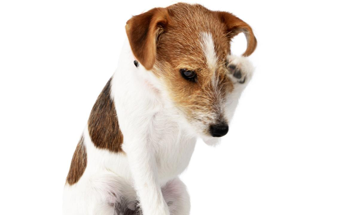 Oeil gonfl&eacute; chez le chien : que faire ?