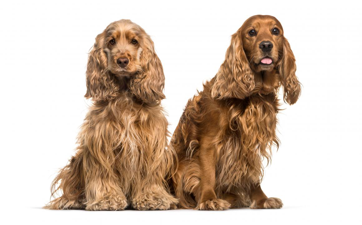 Macho o hembra: &iquest;qu&eacute; elijo?