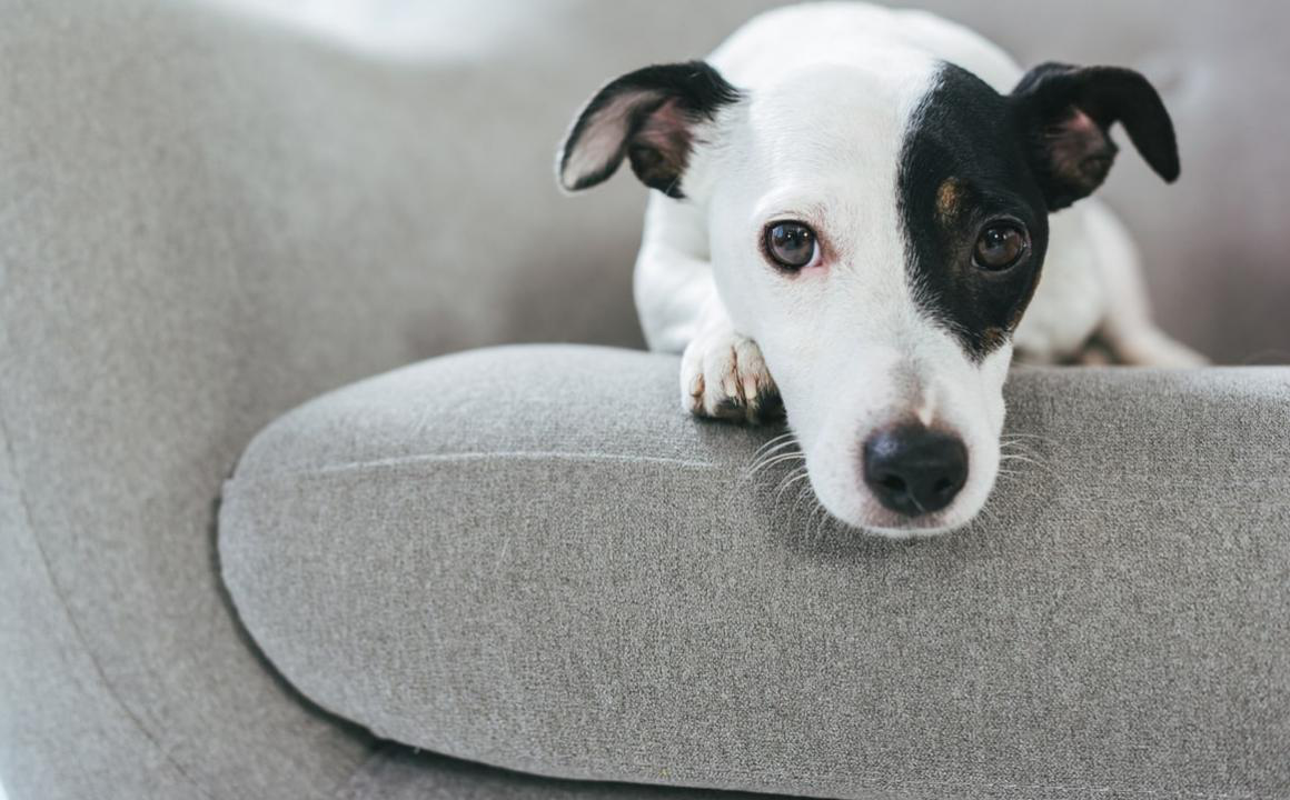 K&Ouml;PEK SAKİNLEŞTİRİCİ İLA&Ccedil;LAR: &Ccedil;EŞİTLERİ, KULLANIMLARI VE TAVSİYELER