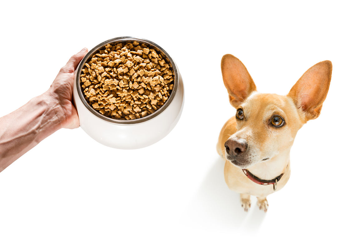cantidad-de-comida-para-perros-2.jpg