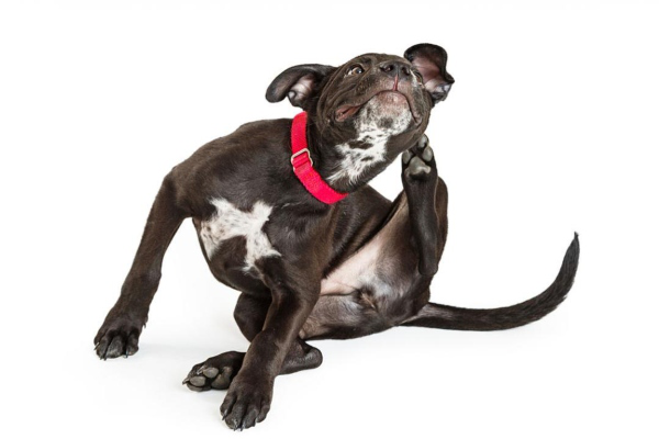 Mon chien se gratte beaucoup, pourquoi ?