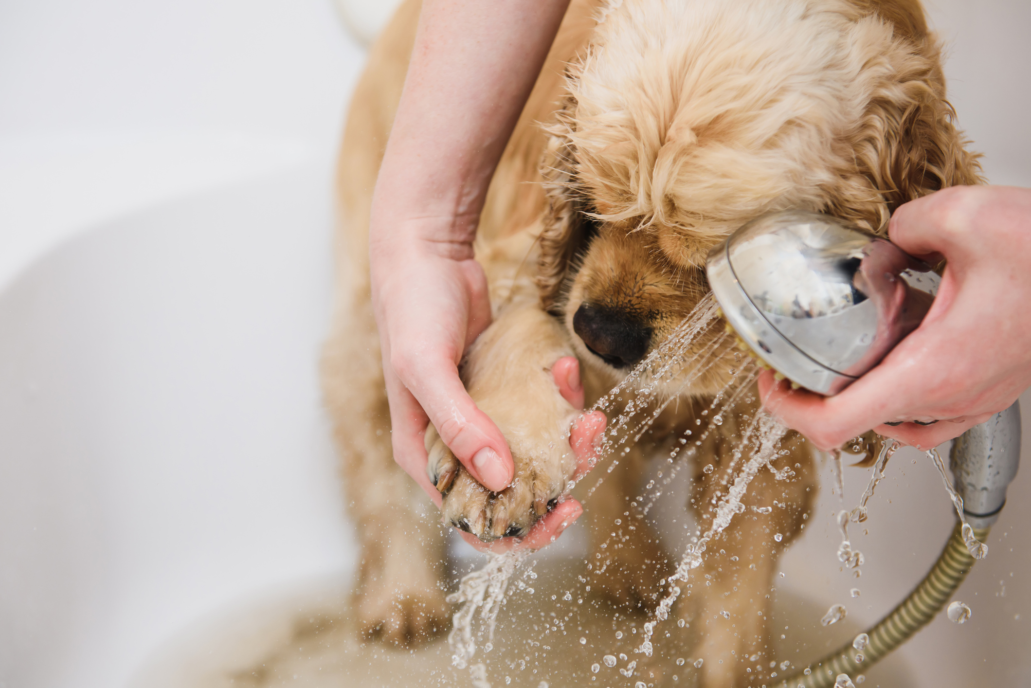 Si pu&ograve; fare il primo bagno a un cucciolo di 2 mesi?