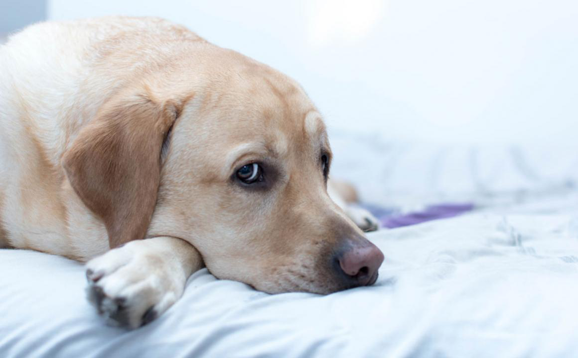 &iquest;Por qu&eacute; tiene las enc&iacute;as blancas mi perro?