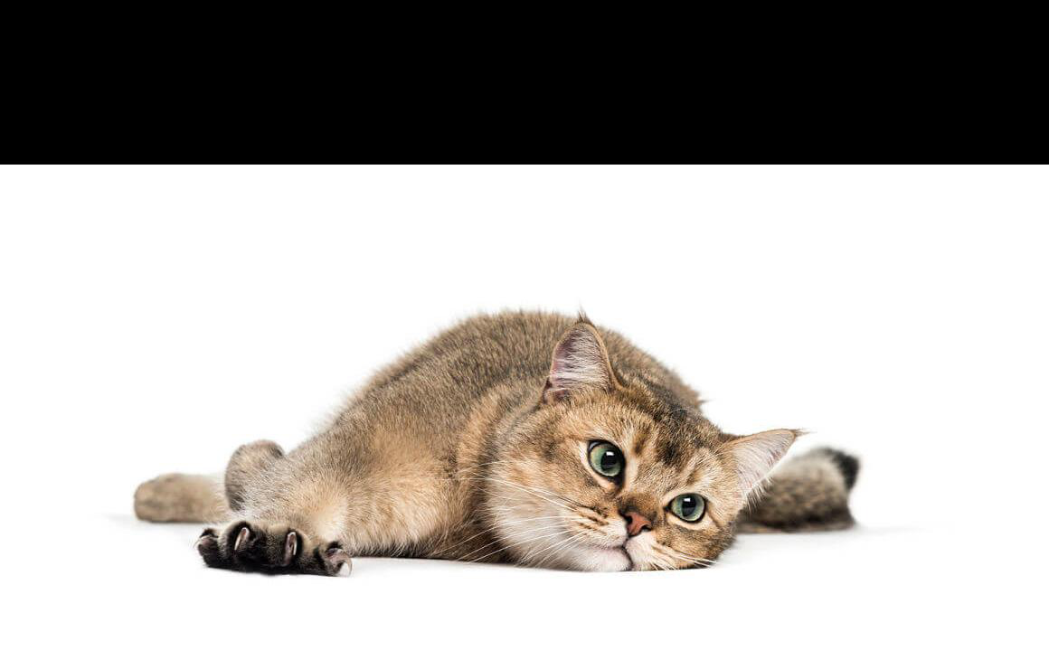 Convulsiones en gatos: causas y c&oacute;mo actuar