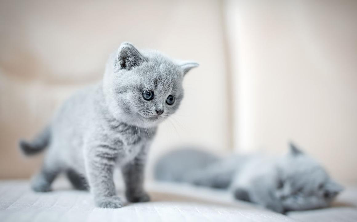 Cause e rischi della diarrea nei gattini di 2 mesi