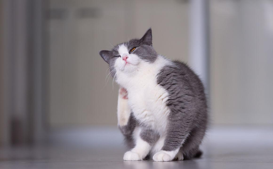 Rogna nei gatti: tipi, sintomi e raccomandazioni