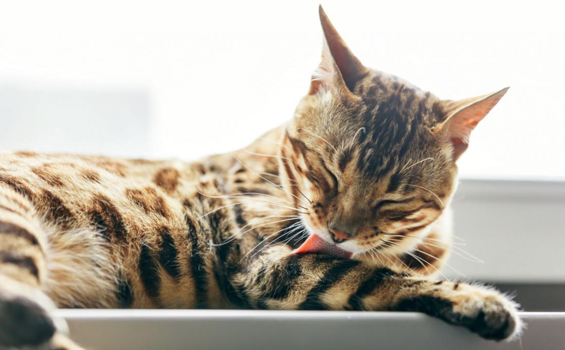 Faut-il laver son chat?