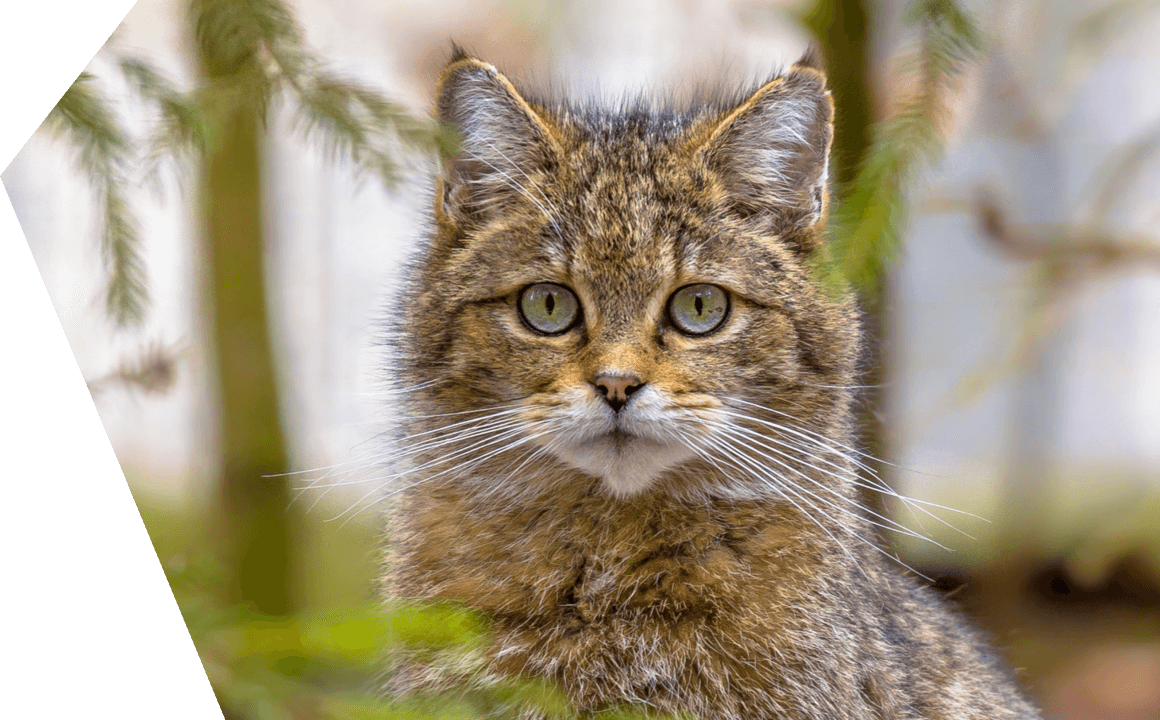 ORIGINS AND HISTORY OF CATS