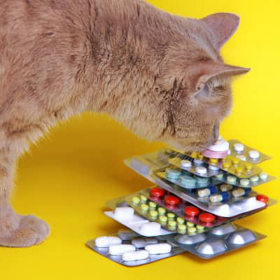 PANCREATITE NEL GATTO: CAUSE, SEGNALI CLINICI, DIAGNOSI, TRATTAMENTO