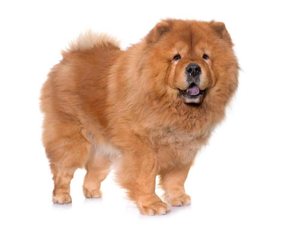 Cainele-Chow-Chow-003.jpg
