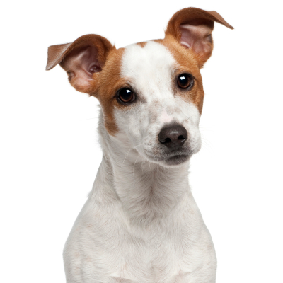 COSTRAS EN LA PIEL DEL PERRO: &iquest;POR QU&Eacute; PUEDEN APARECER?