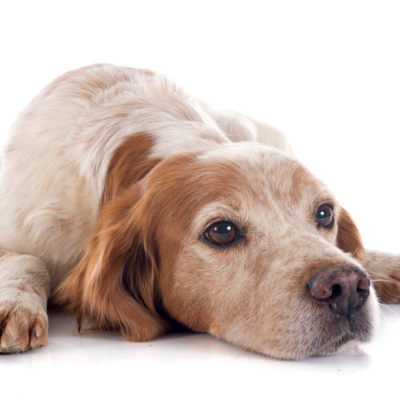 &iquest;Por qu&eacute; ocurre la infecci&oacute;n de orina en perros mayores?