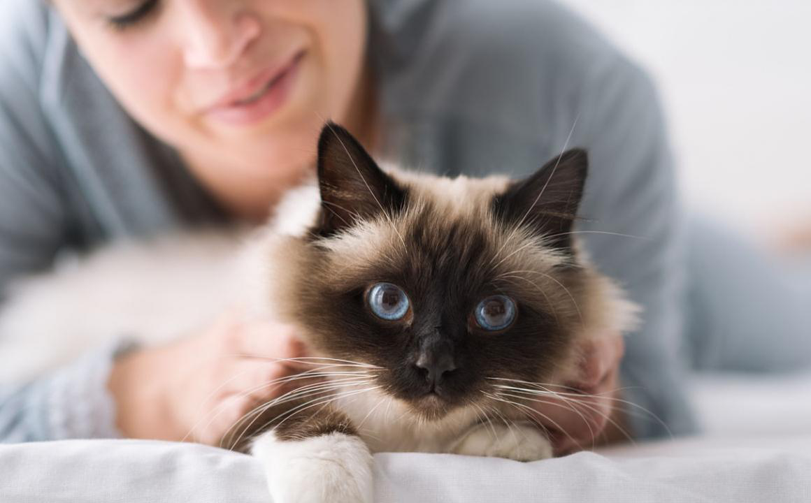 Mi gato bebe mucha agua: signos de alerta