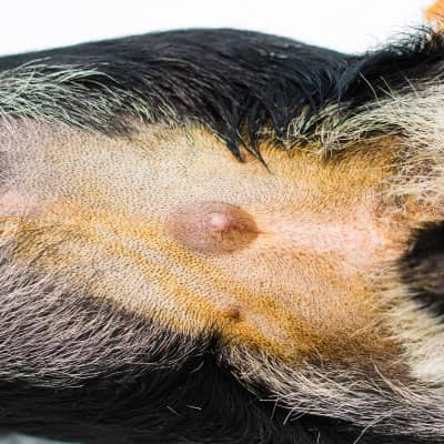 Hernia umbilical en perros: s&iacute;ntomas, causas y tratamiento