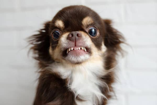 K&Ouml;PEĞİM BANA HIRLIYOR. NE YAPMALIYIM?