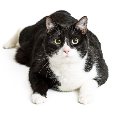 Gatos obesos: Causas, Consequ&ecirc;ncias e Solu&ccedil;&otilde;es