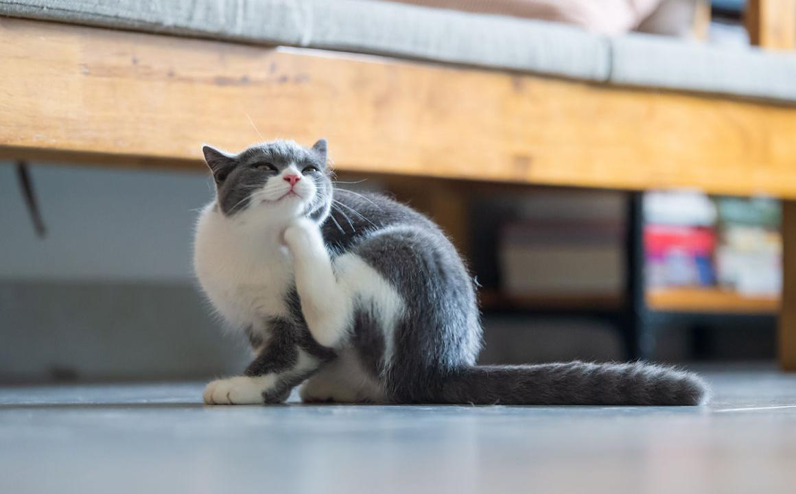 Qu&eacute; debes saber sobre los &aacute;caros en las orejas de los gatos