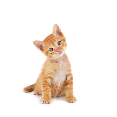 CROISSANCE DU CHATON : &Eacute;TAPES ET SOINS ESSENTIELS