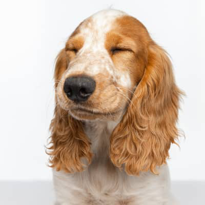 C&oacute;mo identificar y tratar granos en perros