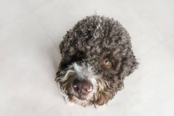 K&Ouml;PEĞİMİN BURNU AKIYOR. PRATİK TAVSİYELER