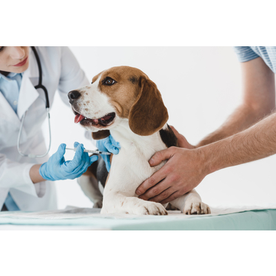 Vacuna para alergia en perros, &iquest;qu&eacute; es?