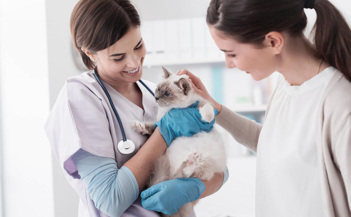 &iquest;Se puede morir un gato por resfriado?