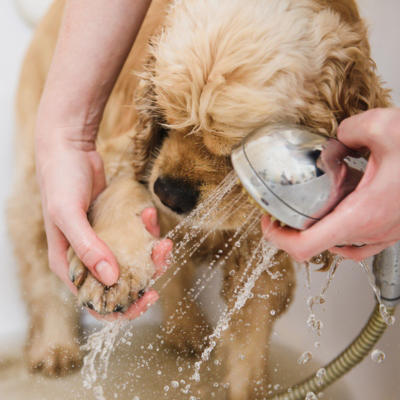 Pode dar banho a um cachorro de dois meses?