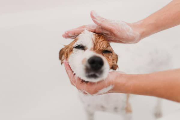 CROUTE SUR LA PEAU DU CHIEN : POURQUOI ELLES APPARAISSENT ?
