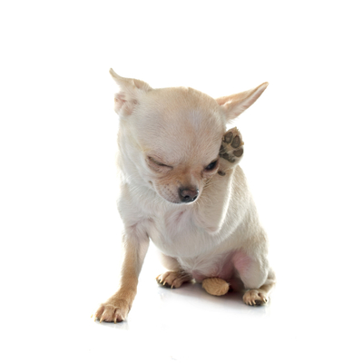 Como tratar a urtic&aacute;ria em c&atilde;es?