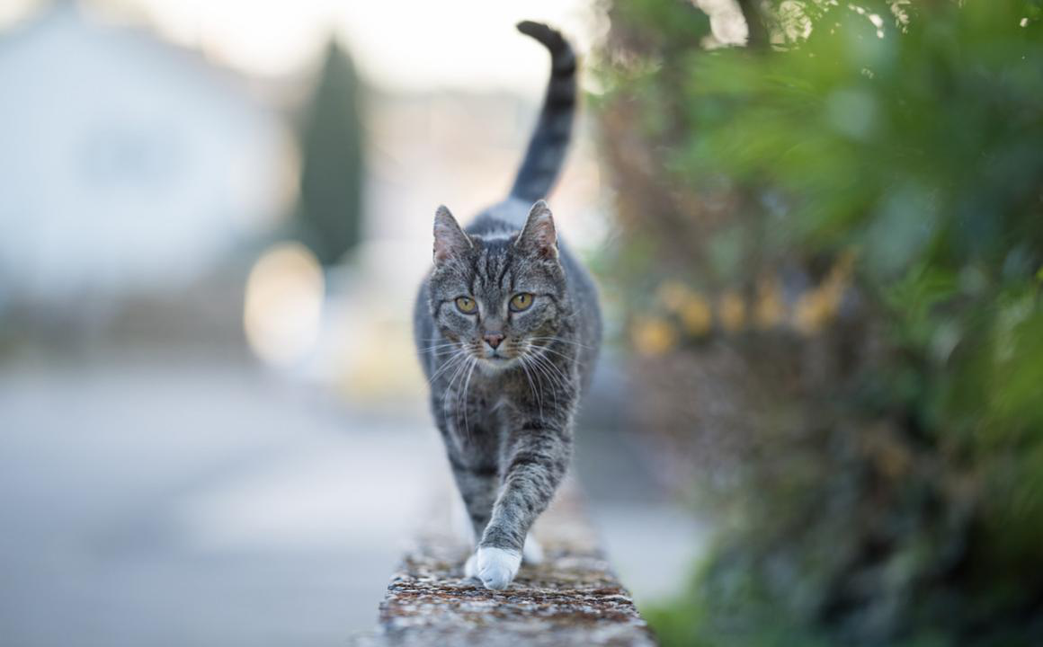 Atassia gatto: cosa c'&egrave; da sapere?