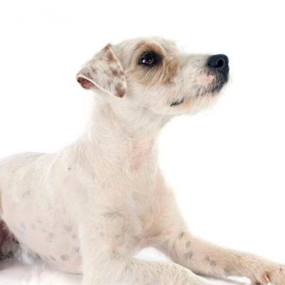 Parson Russell Terrier. Caracteristici principale